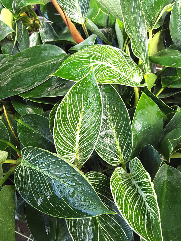 Beautifully Variegated Philodendron Birkin Variegata in 2x2x7″ Pot – Kens Philodendrons