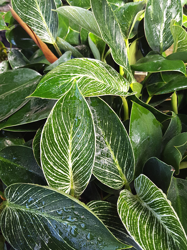Super White Philodendron Birkin Variegata in 2x2x7″ Pot – Kens Philodendrons