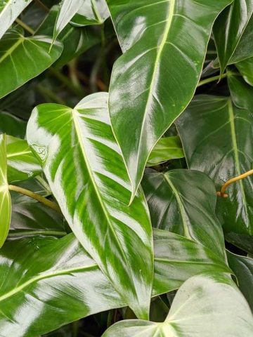 Philodendron Bernardopazii Plant in 2x2x7″ pot – Kens Philodendrons