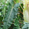 Philodendron Billietiae Croat Plant in 2x3" pot