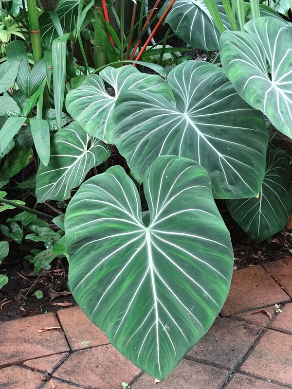 Awesome colorful variegated leaves SMALL. Philodendron gloriosum