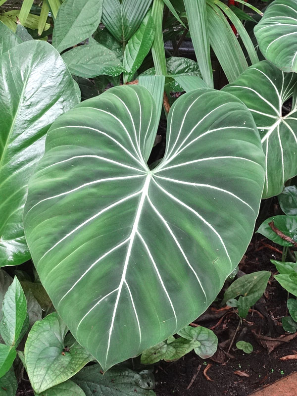 XL Philodendron Gloriosum Plant in 6” Pot Kens Philodendrons