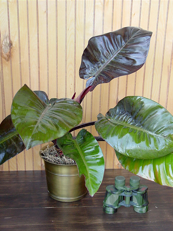 PHILODENDRON  IMPERIAL RED 40CM STUNNING AROID PLANT MEDIUM SIZE HOUSE PLANT