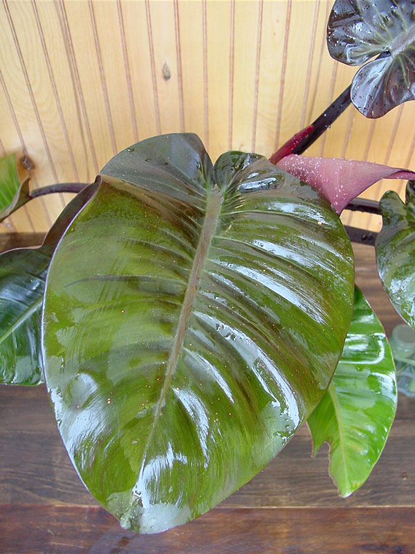 Plant in 4” pot – Philodendrons