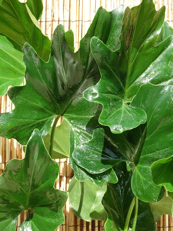 philodendron selloum plant in 4" pot - kens philodendrons