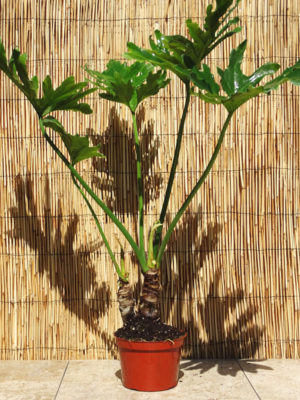 XL Philodendron Selloum Plant in 6” pot – Kens Philodendrons
