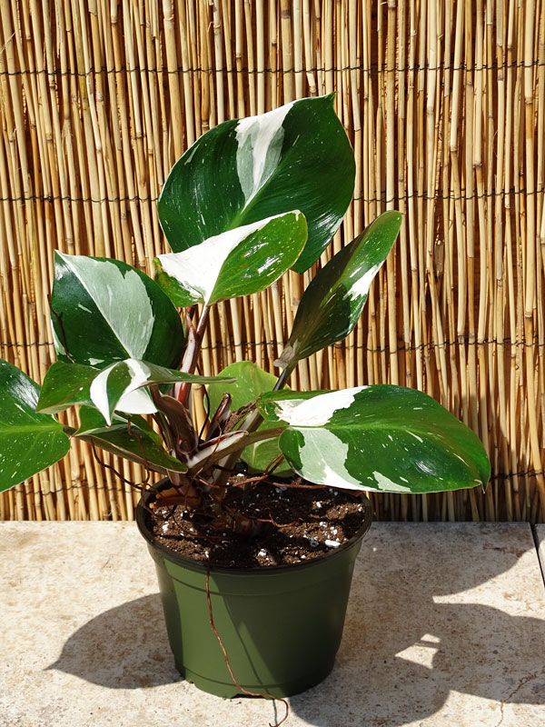 Philodendron White Knight Plant in 2x2x7″ Pot Kens