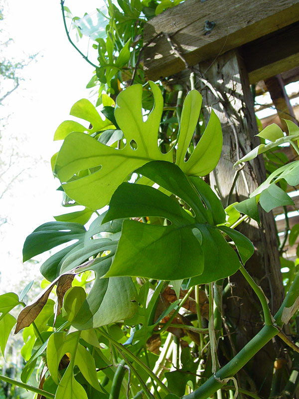 monstera tetrasperma mini rhaphidophora plant pot similar tet rha
