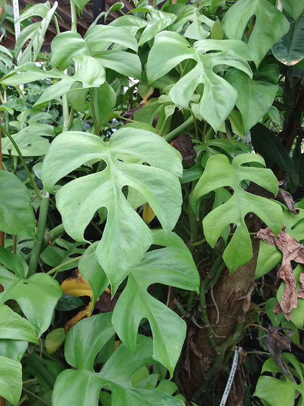 plant rhaphidophora tetrasperma monstera mini similar
