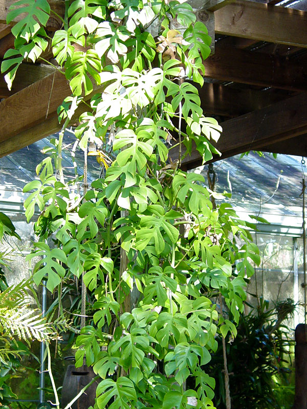 rhaphidophora plant tetrasperma monstera mini pot tet rha