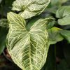 Batik Variegata Arrowhead Plant (syngonium in 2x3″ pot) checkout offer