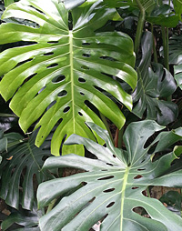 giant travellers palm