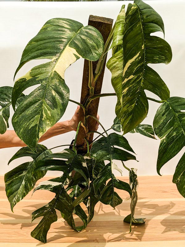 Variegated Epipremnum Pinnatum - Plant Proper