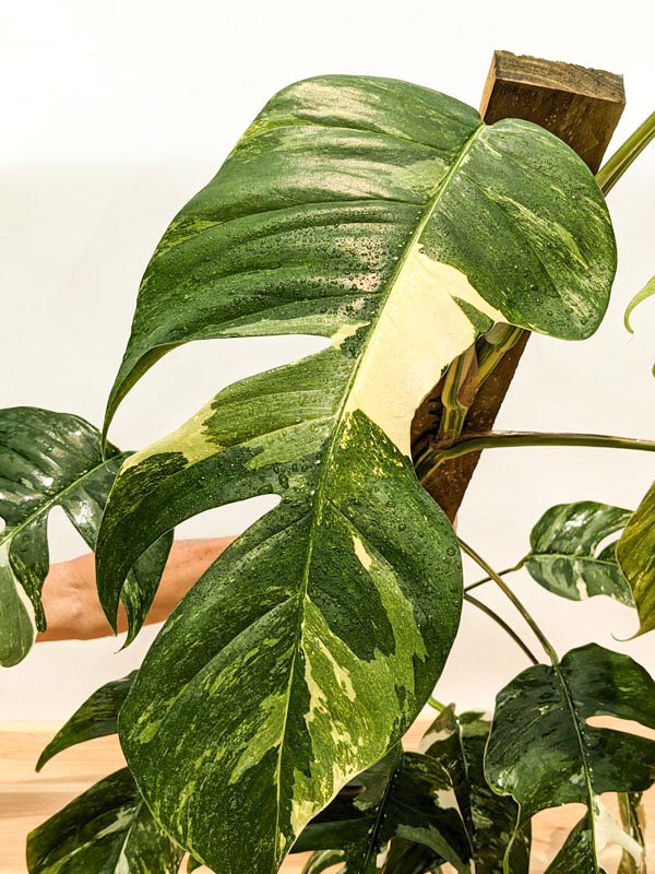 Epipremnum Pinnatum Albo Variegata (larger plant) – The RaeneForest