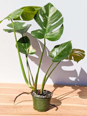 XL Monstera Deliciosa Banana Split Plant in 6” pot – Kens Philodendrons